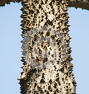 Silk Cotton Bombax ceiba Semal Tree Bark photo