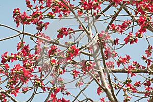 Silk Cotton Bombax ceiba Semal Tree Blooming