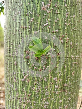 Silk Cotton Tree - Bombax ceiba or Salmalia malabarica or Shalmali