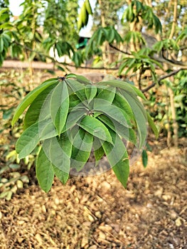 Silk Cotton Tree - Bombax ceiba or Salmalia malabarica or Shalmali