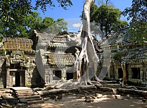 A silk-cotton tree consumes the ancient ruins of Ta Prohm, Angkor, Cambodia