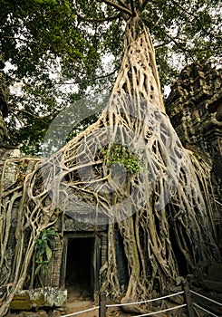 Silk-cotton tree in Ta Phrom temple, Angkor Wat, Siem Reap, Cambodia
