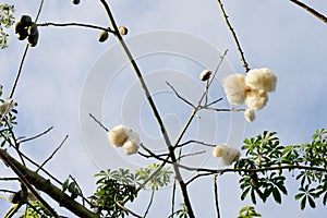 Silk Floss Tree