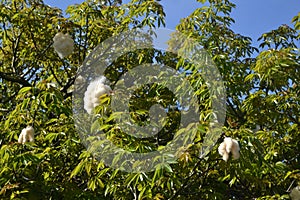 Silk Floss Tree