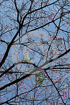 Silk floss tree in bloom under blue sky