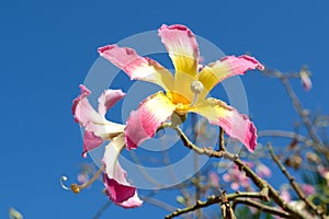 Silk Floss tree blooming flowers