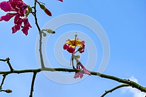 Silk floss tree branch with large pink-yellow flowers isolated on blue sky background. Bright elegant floral natural background photo