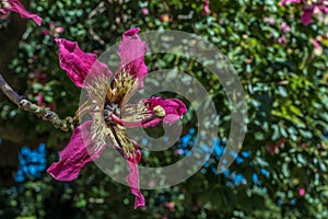 Silk floss tree flower in Buenos Aires, Argentina