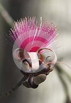 silk floss tree flower (Ceiba speciosa) in Florida