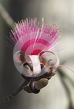 silk floss tree flower (Ceiba speciosa) in Florida photo