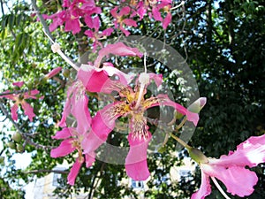 Silk floss tree flowers photo