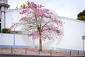Silk floss tree on the street of Lisbon city, Portugal photo