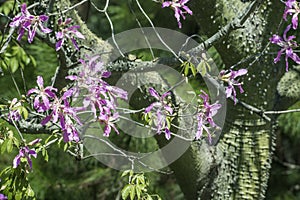 Silk Floss Tree from subtropical forests of South America