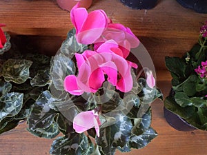 Silk flower in wooden handmade vase photo