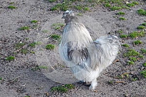 Silk grouse chicken