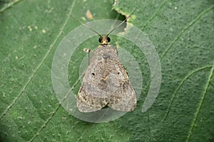 Silk moth, Adelowalkeria tristygma, Moth in the family Saturniidae first described by Travassos in 1941, Satara photo
