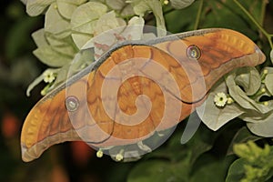 Silk Moth (Antheraea frithi) on flowers