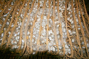 Silk moth cocoons