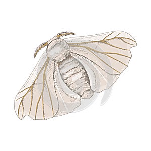 Silk moth isolated on a white background