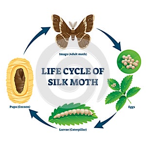 Silk moth life cycle illustrated vector diagram photo