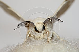 Silk moth with silk photo