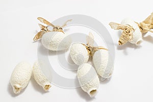 Silk Moth on Silk Cocoon