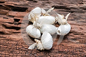 Silk Moth on Silk Cocoon