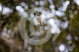 Silk net spider in Paraguay photo