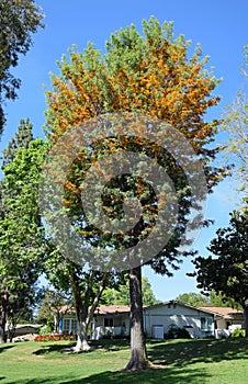 Silk Oak tree or Grevillea robusta in Laguna Woods,Caifornia.