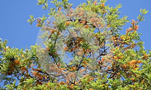 Silk Oak tree or Grevillea robusta in Laguna Woods,Caifornia.