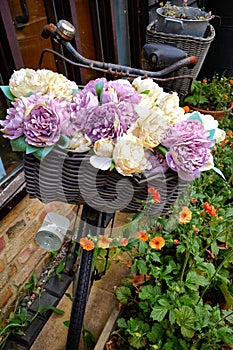 Silk Peony (Paeonia) flowers in basket of old bicycle.