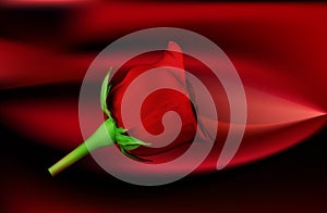 Silk red scarlet satin background with Rosa and ribbons. photo
