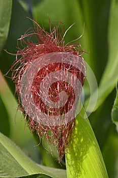 Silk tassel of young growing corn on tree