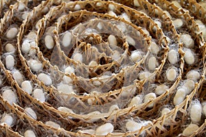 Silk thread and chrysalis.