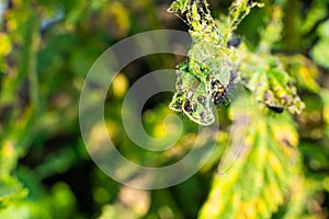 Silk thread on a devoured nettle leaf after a caterpillar of a peacock butterfly close-up