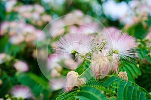 Silk tree detail