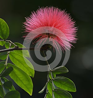 Silk Tree Flower