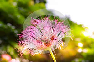 Silk tree flower
