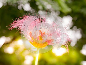 Silk tree flower and the sun light background