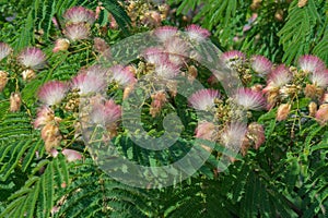 Silk-tree Flowers, Albizia julibrissin