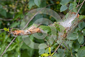 Silk web of the apple ermine moth, also called Yponomeuta malinellus or Apfel Gespinstmotte photo