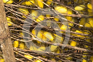 Silk worm cocoons in nests