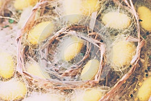 Silk Worm Cocoons In Nests
