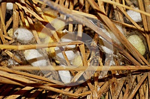 Silk Worm Cocoons, Silk Factory, Suzhou China