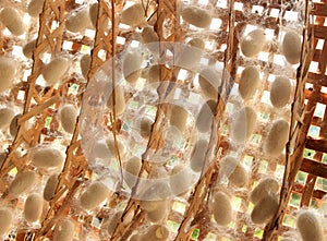 Silk worm cocoons in white nests