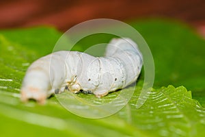 Silk worm eating mulberry green leaf