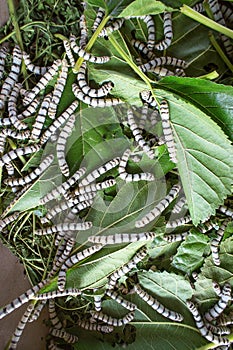 Silk worm eating mulberry leaf focus silk worm worm larvae