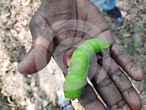 Silk worm in india sericulture