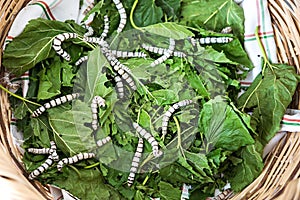 Silk worms on the leaves