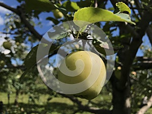 Silken apple in an apple tree